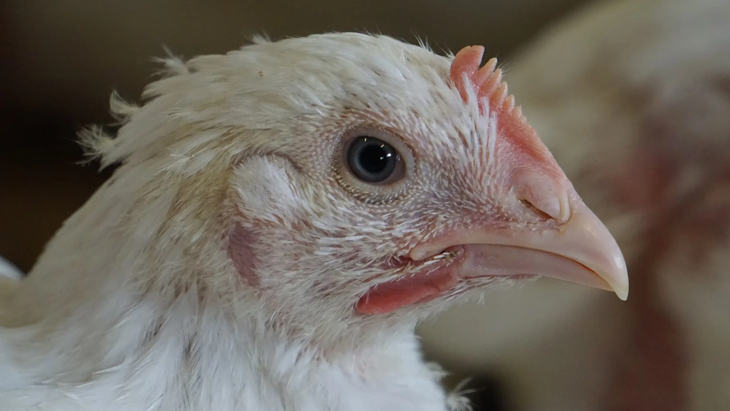 Resource-efficient feed in poultry farming / (c) Stiftung Tierärztliche Hochschule Hannover (TiHo)