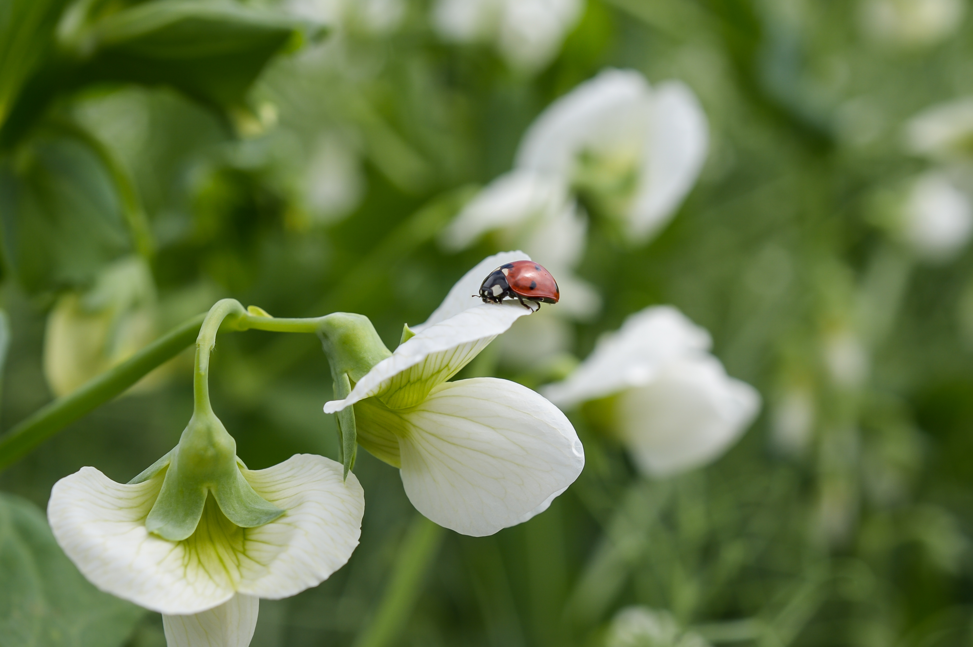 kws-close-up-of-pea-flower-visited-by-a-ladybird.jpg