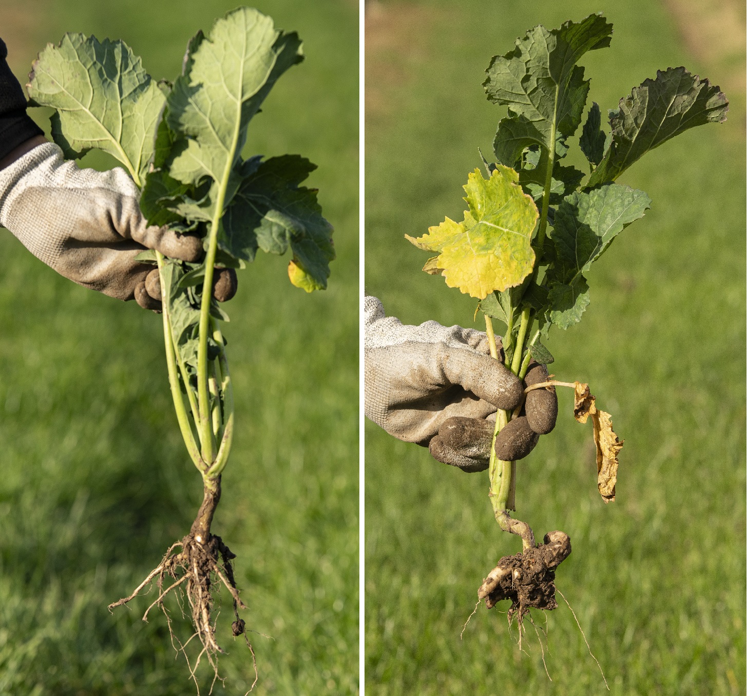 kws-pm-2025-02-27_clubroot.jpg